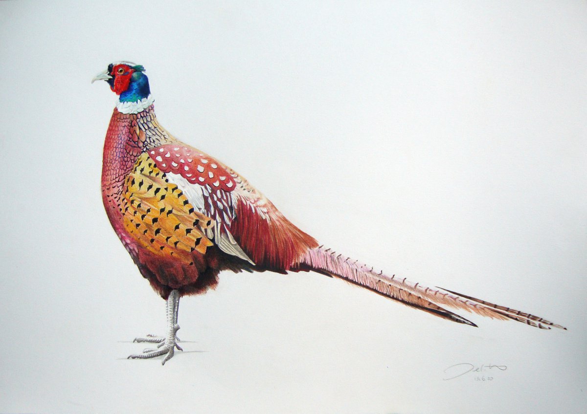 Pheasant profile Pencil drawing by Joanne Hill Artfinder