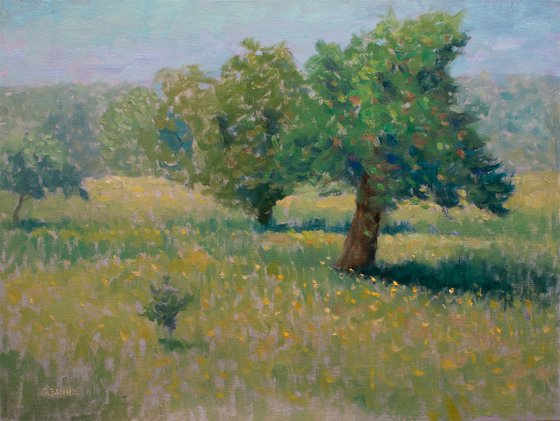 Wild apple Trees in field