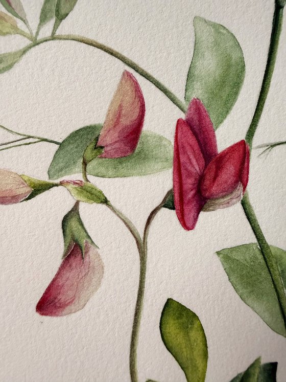 Red sweet pea (Fragrant Summer)