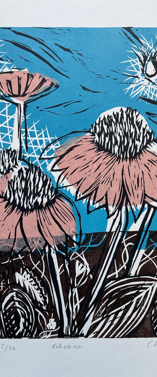 Echinacea by C Staunton