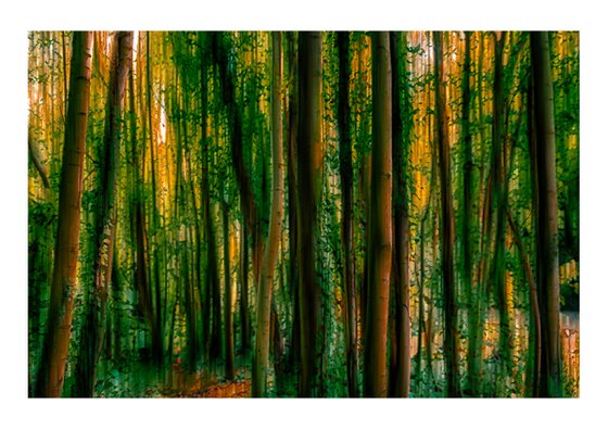 Abstract Forest 2. Limited Edition 1/50 15x10 inch Photographic Print