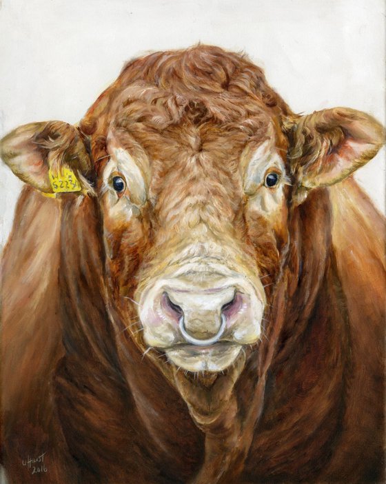 Limousin bull portrait