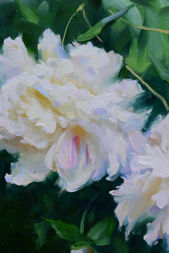 White peonies.Etude.