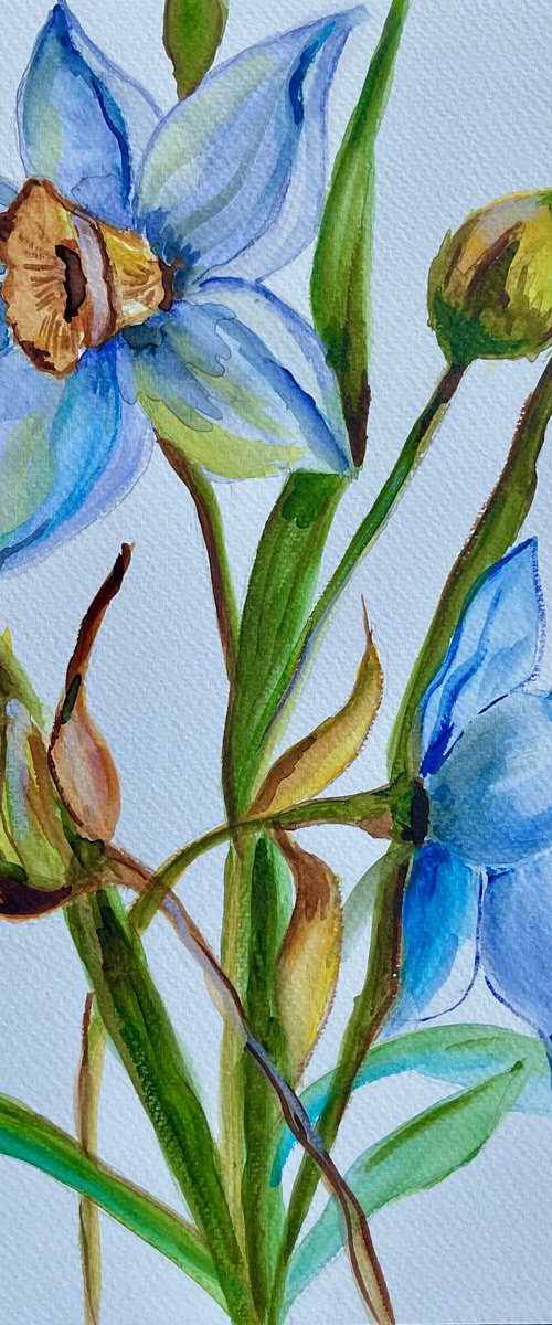 Daffodils by Olga Koval