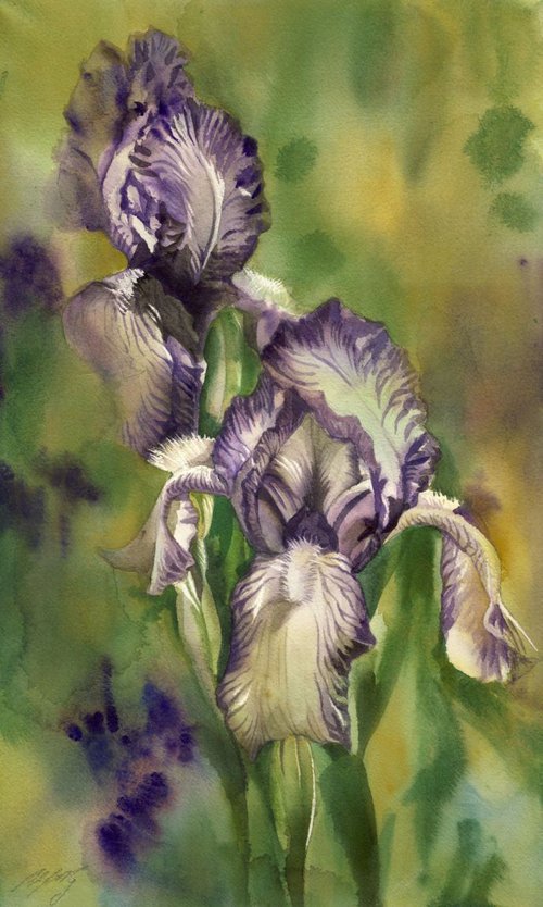 iris in the mist by Alfred  Ng