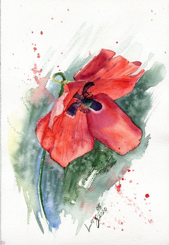 Red field poppy