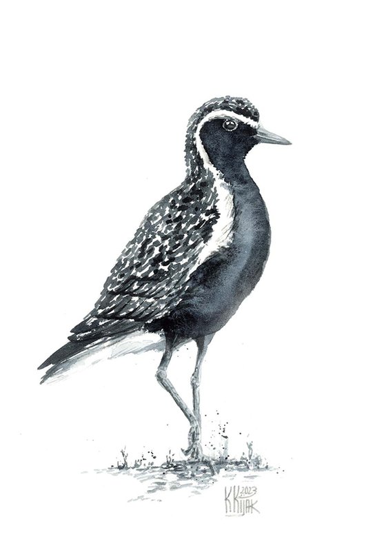 Grey plover