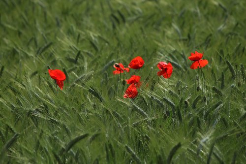 Poppies in wheat by Sonja  Čvorović