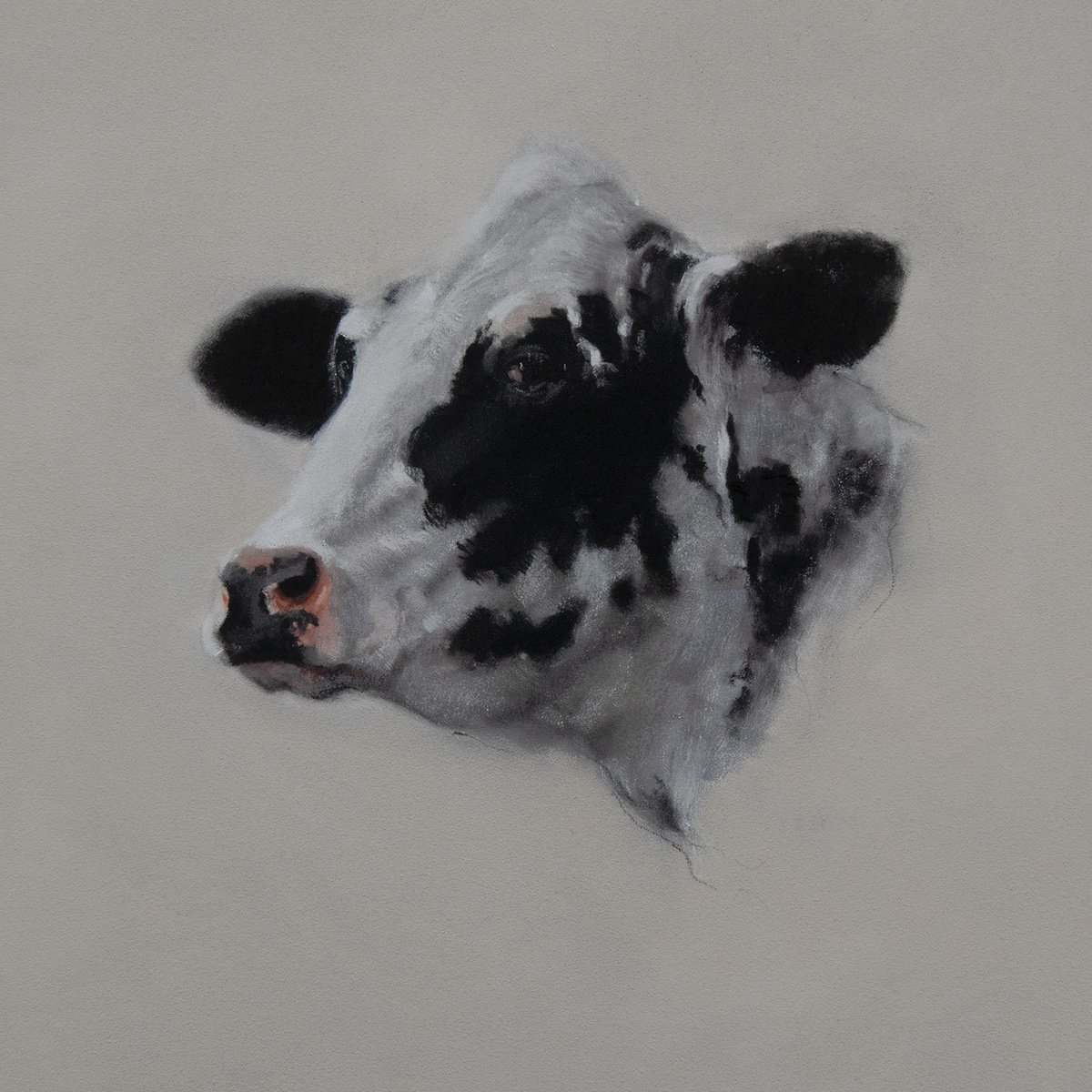 Cow Portrait by Matt Foy