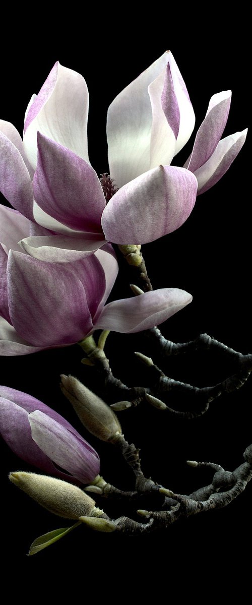 Blooming Magnolias by Nadia Culph