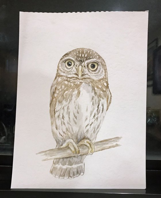 Owl Original Watercolor