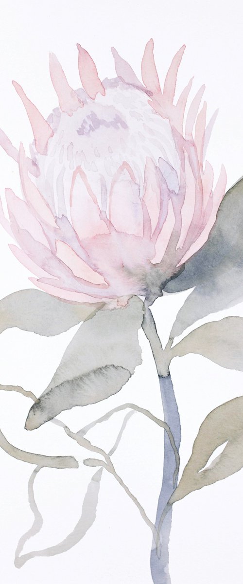 Protea by Elizabeth Becker