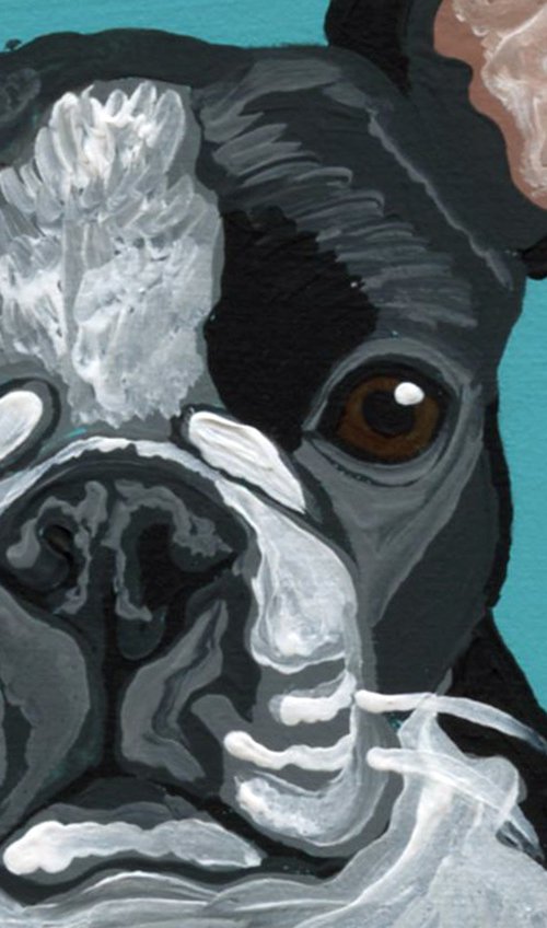 Boston Terrier by Carla Smale