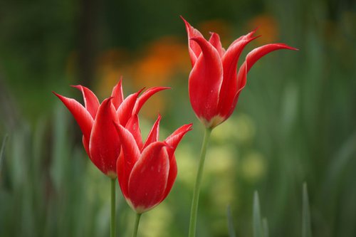 Three tulips by Sonja  Čvorović