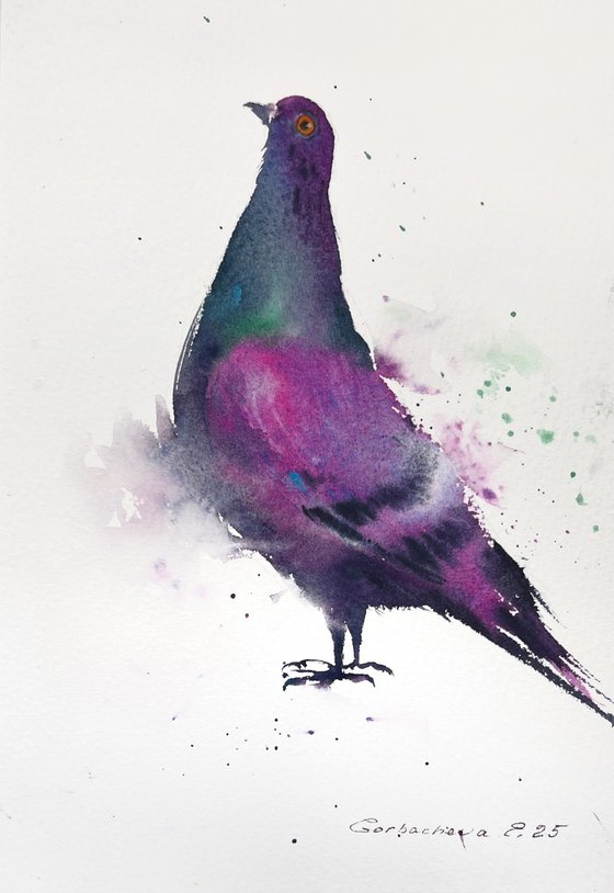 The Vibrant Pigeon