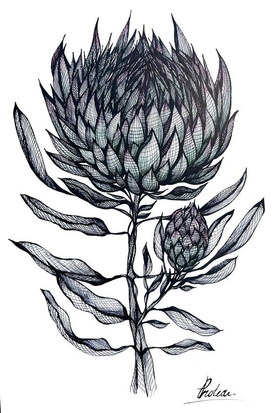 PROTEA FLOWER