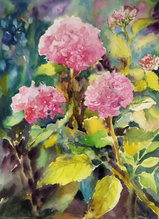 Pink Hydrangeas flowers