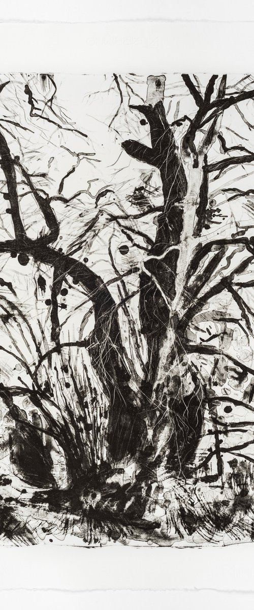 Wintertide by Fiona Hamilton