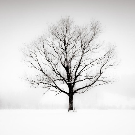 Solitude in White