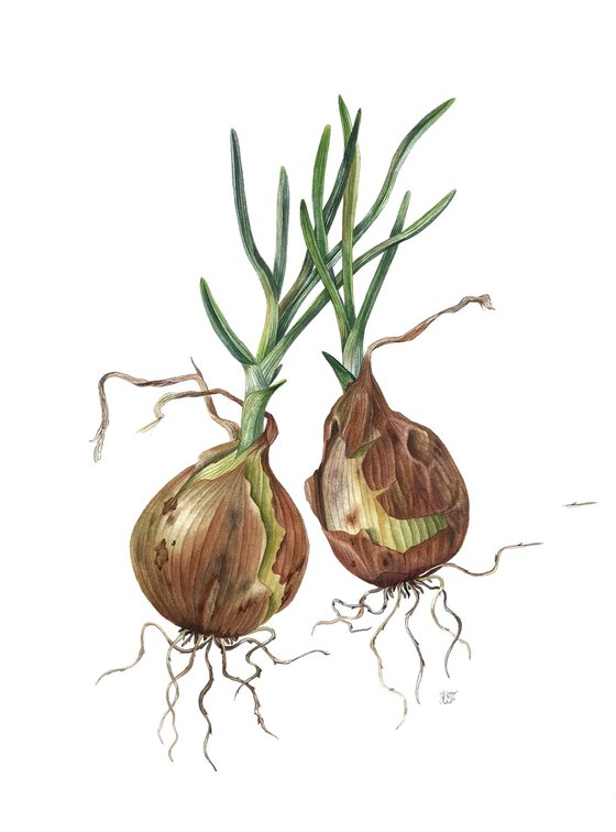 Onion (Allium cepa) botanical illustration