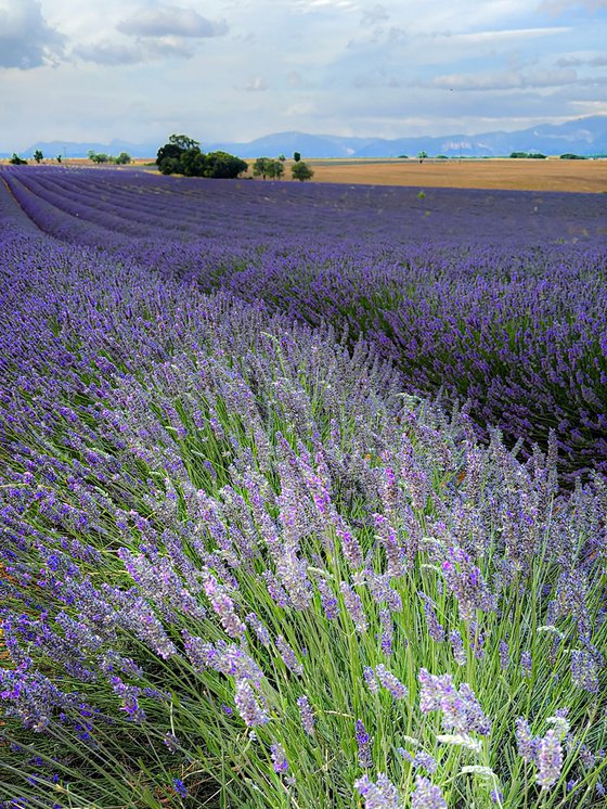 PROVENCAL COLORS