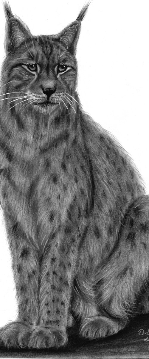 Lynx-wildlife by Dalia Binkiene
