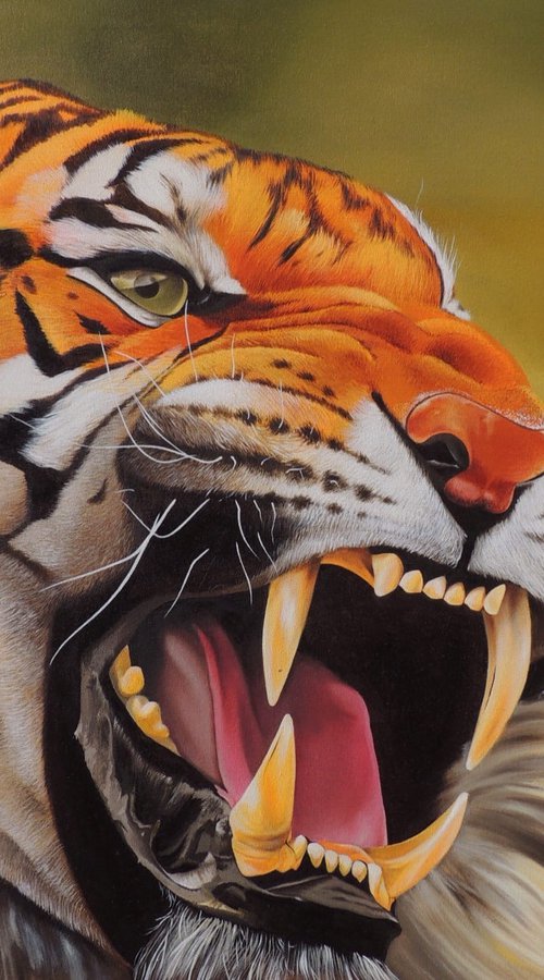 The tiger growls by Kakajan Charyyev