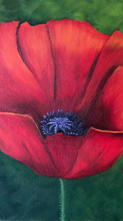 Red Poppy by JANE DENTON