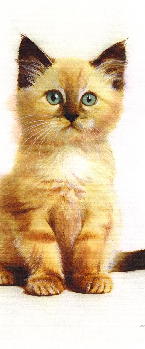 Kitten VIII by REME Jr.