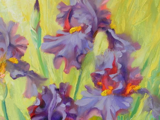"Iris"