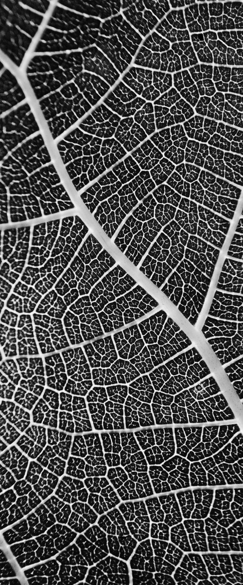 Leaf Veins II by Charles Brabin