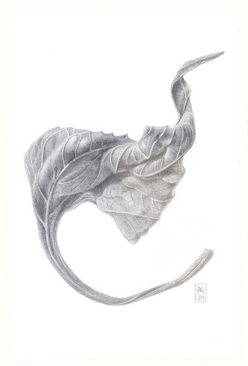 Photorealistic Botanical Drawing By Yuliia Moiseieva, 7 X 11", Dried Leaf, Original Artwork