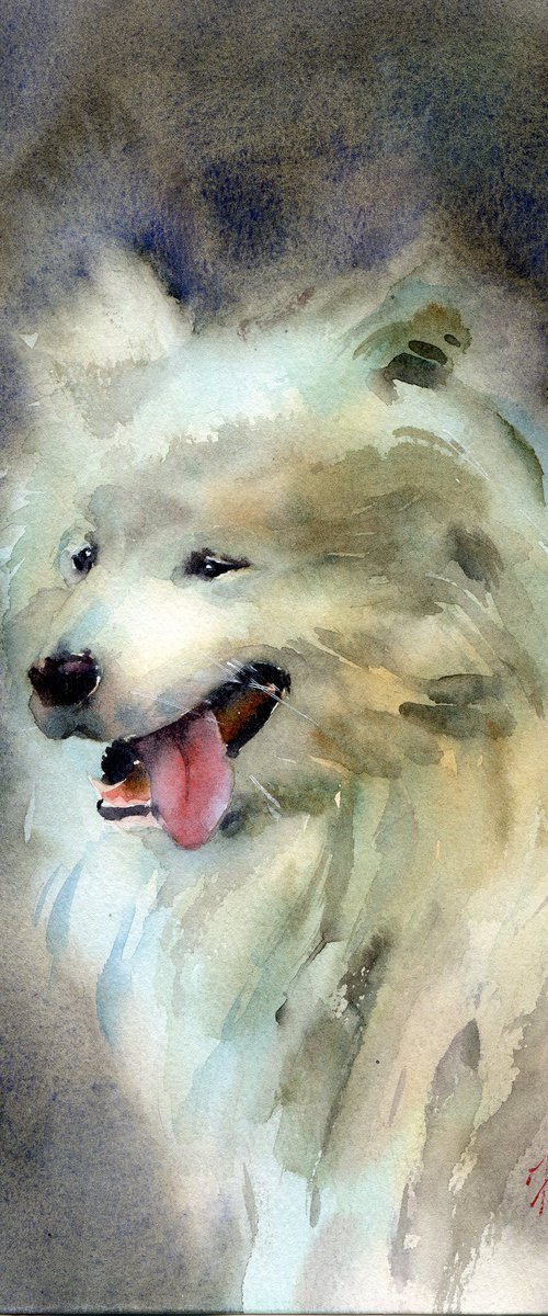 White Samoyed dog in watercolor by Yulia Evsyukova