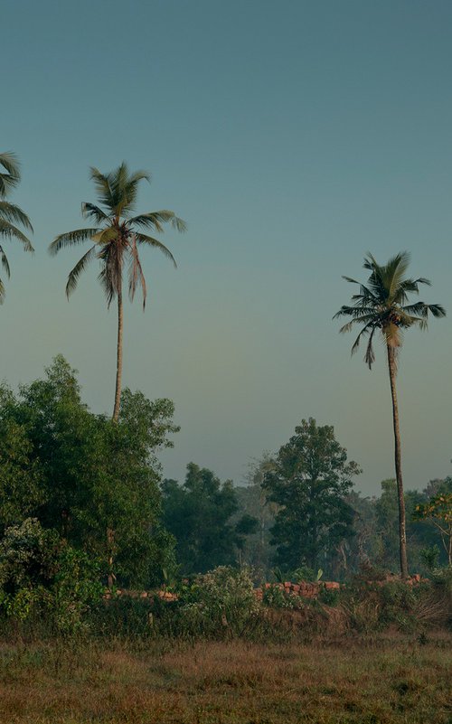 Four Palms by Adam Regan