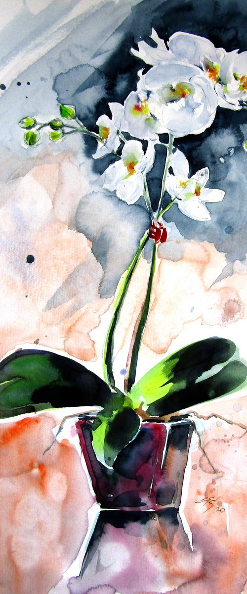 Orchidea still life by Kovács Anna Brigitta