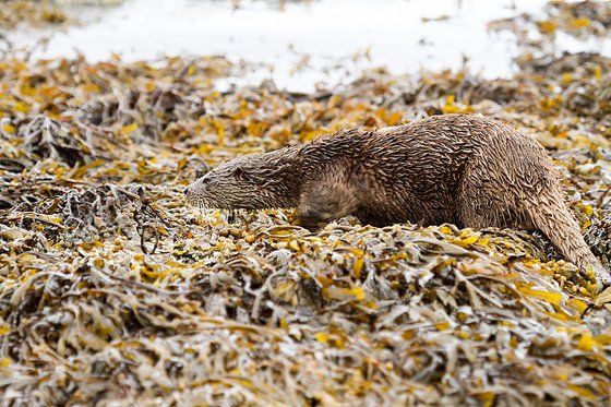 Animals Mammals - Beautifully camouflaged wild Otter on the Isle of Mull, Scotland