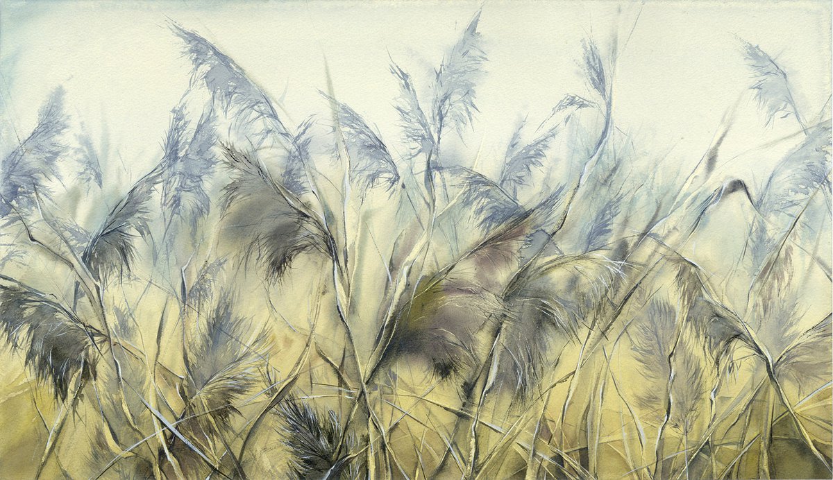 Reed grass by Olga Sternyk