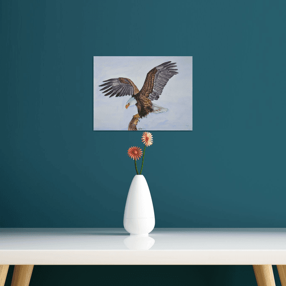 Bald Eagle