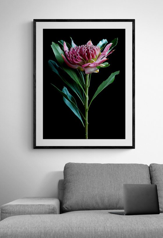 Pink Waratah