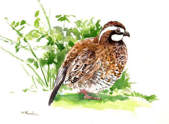 Bobwhite Quail