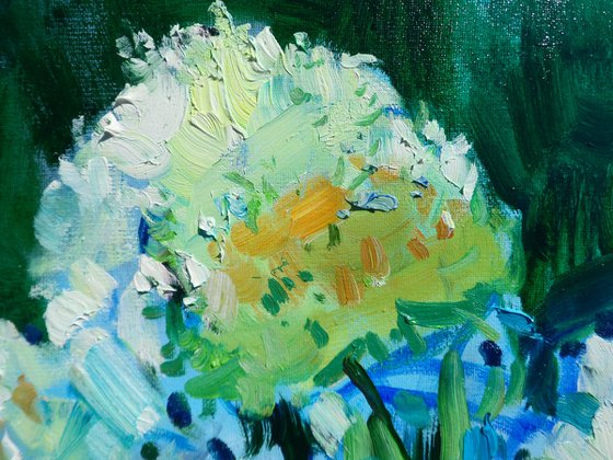 " Hydrangea "