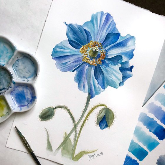 Meconopsis Himalayan blue poppy botanical watercolour painting