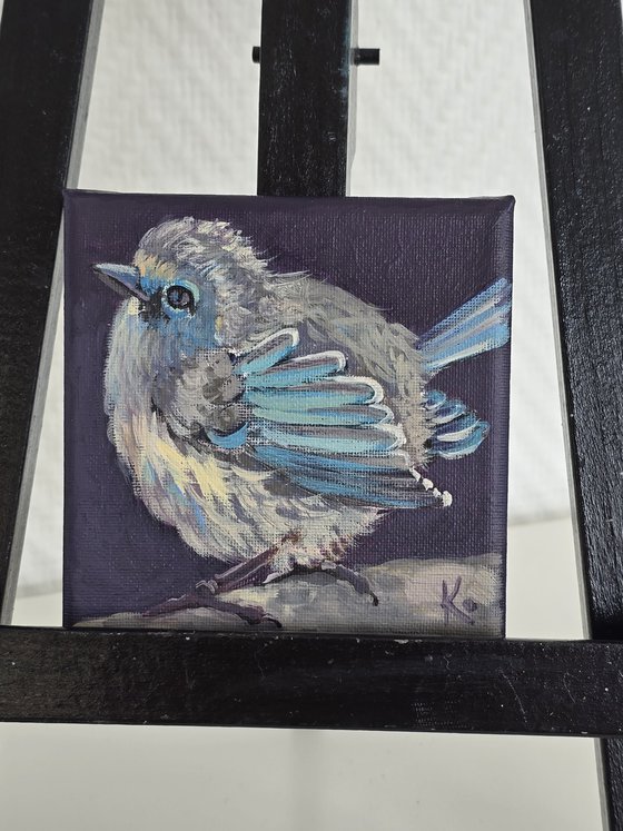 "Splendid Fairy-wren"