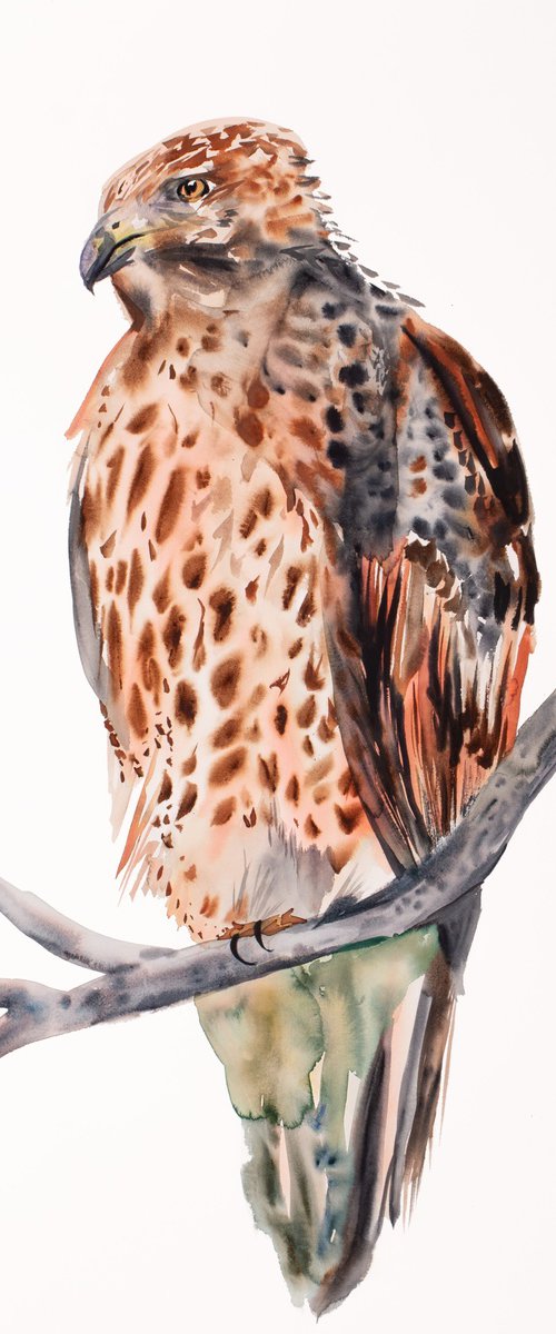 Red-Tailed Hawk No. 5 by Elizabeth Becker