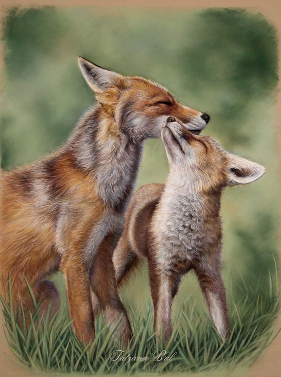 Fox love