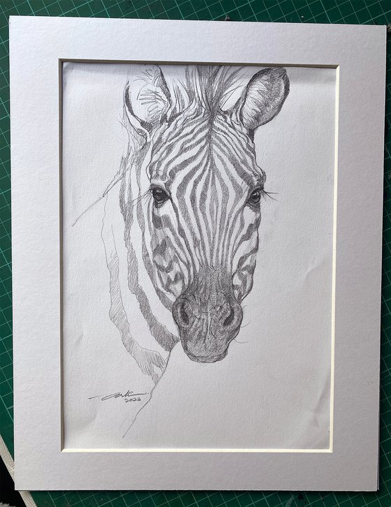 'Hey, you!'_Zebra Sketch