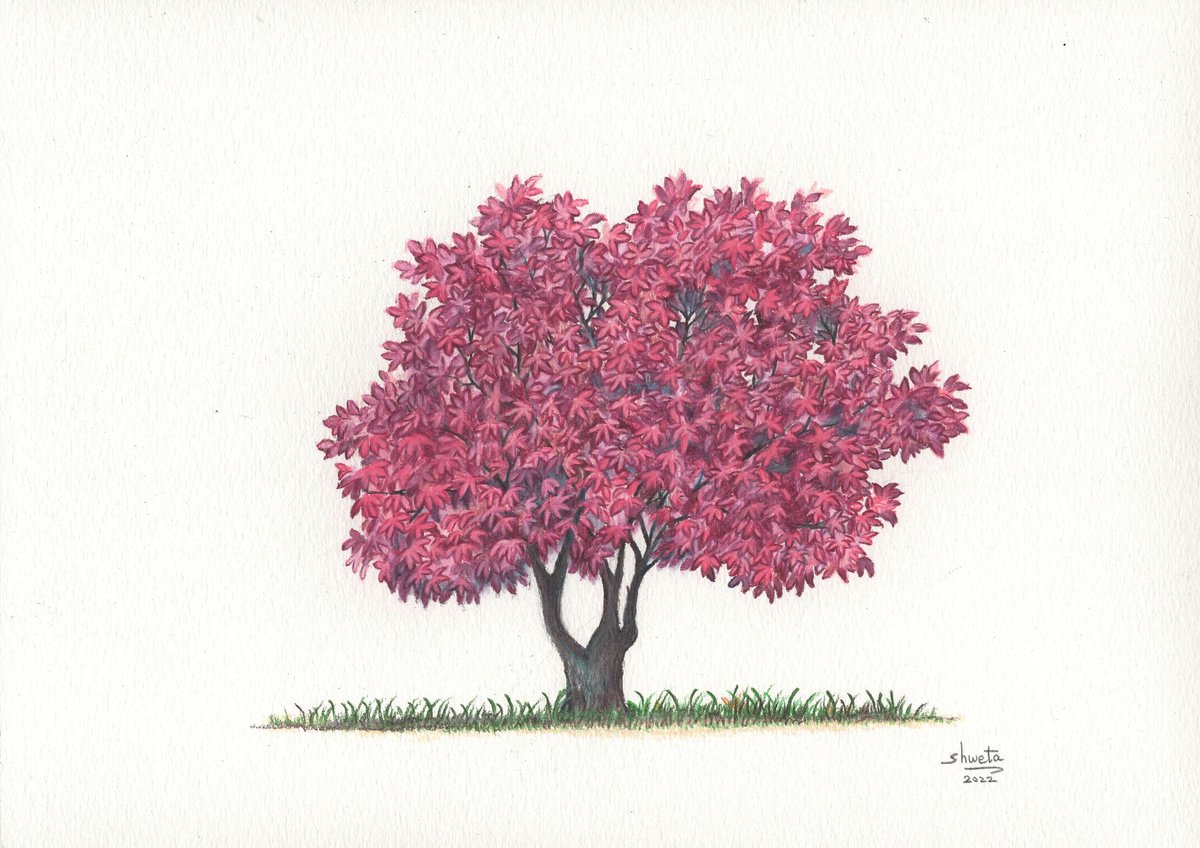 Japanese Maple Tree Colored Pencil Drawing by Shweta Mahajan