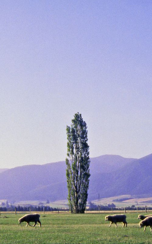 Grazing on the Canterbury Plain by Alex Cassels