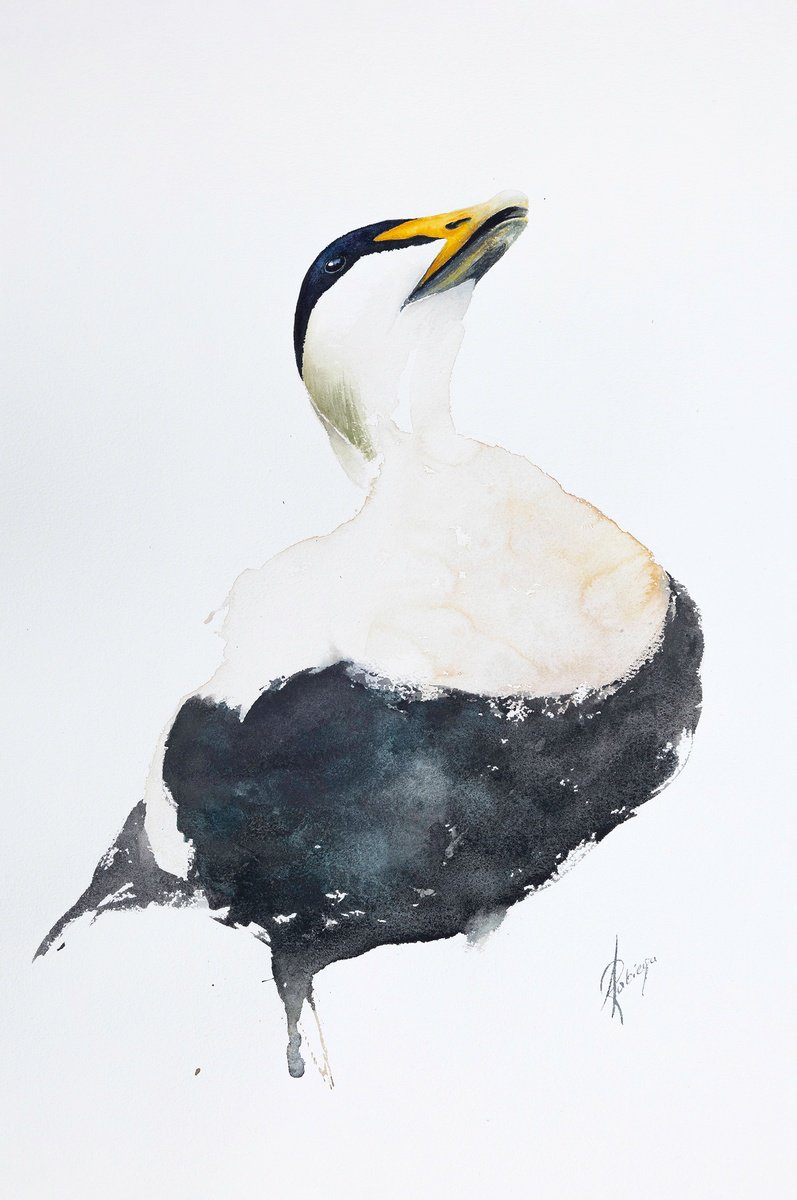 Animal Watercolour By Andrzej Rabiega, 15 X 22, Eider, Original Artwork