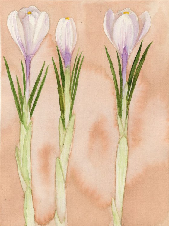 Delicate crocus